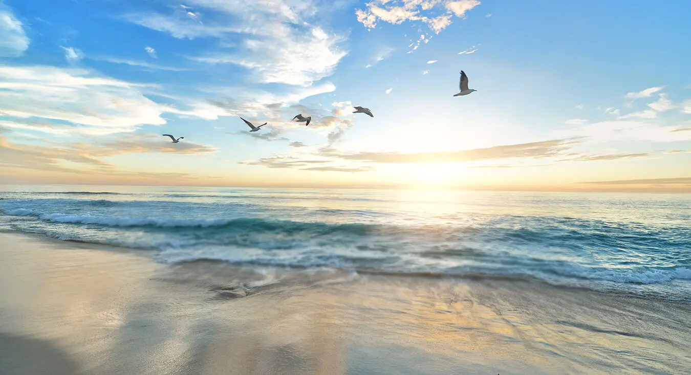 View of the beach while birds are flying