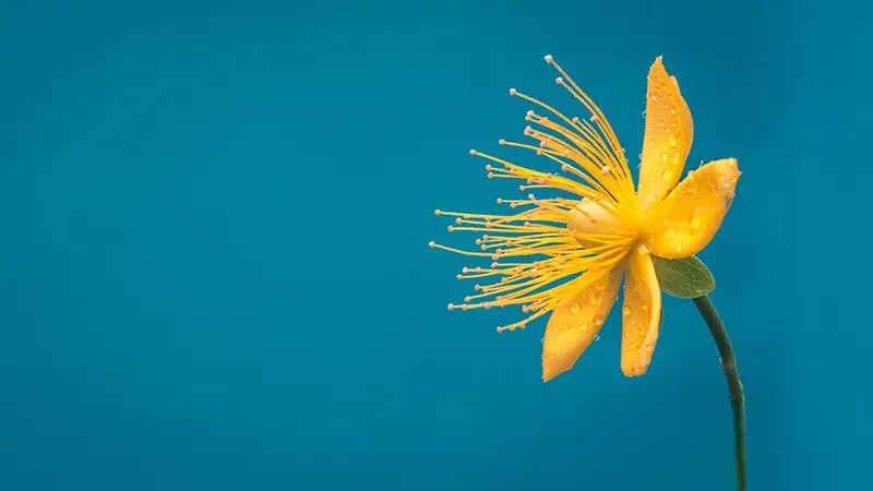 roonz-nl-vjDbHCjHlEY-unsplash-1-scaled