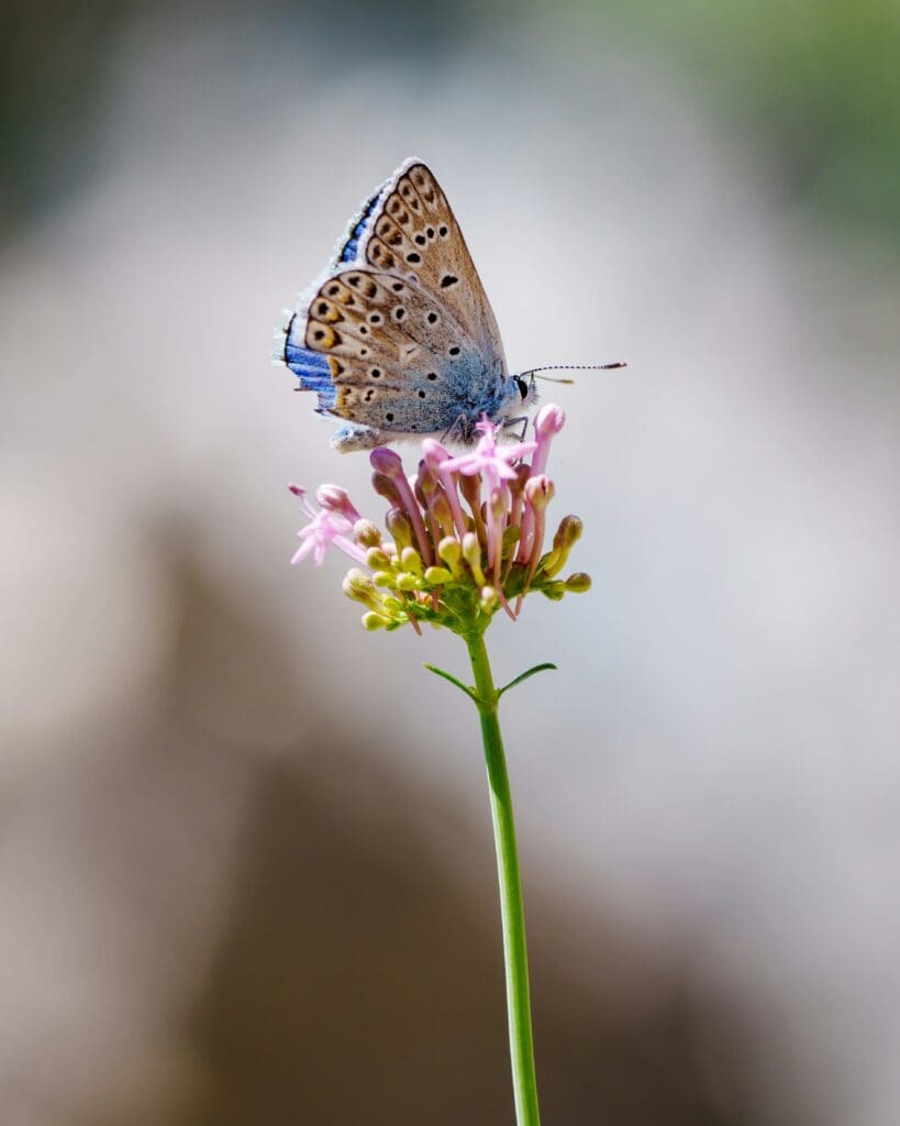 sies-kranen-SclnU6TNcOY-unsplash